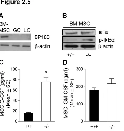 Figure  2.5  Bone  marrow-derived  mesenchymal  stem  cells  (MSC)  from  ΔNC16A  mice showed increased activation of NF-kB pathway and secreted higher level of  G-CSF
