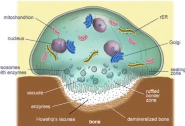 Figure 10: Osteoclast morphology. Note especially the multiple nuclei, sealing zone, ruffled  boarder, and Howship’s lacuna