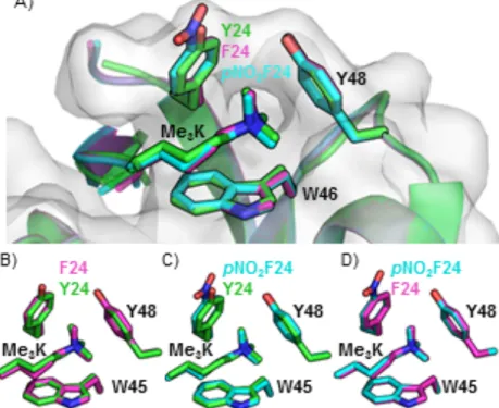Figure 2.6. A) Crystal structure of Y24pNO 2 F (cyan) and Y24F (magenta) overlayed with WT  (green) indicating that binding pocket remains in tact with the mutated residue