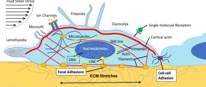 Figure 1.1.1. Cell Mechanical Sensing: Cells can respond to external mechanical stimuli, such as from  the ECM, fluid flow, and other cells through cell-cell contacts