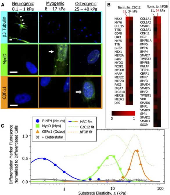 Figure 1.1.2 Protein and Transcript Profiles Are Elasticity Dependent under Identical Media 