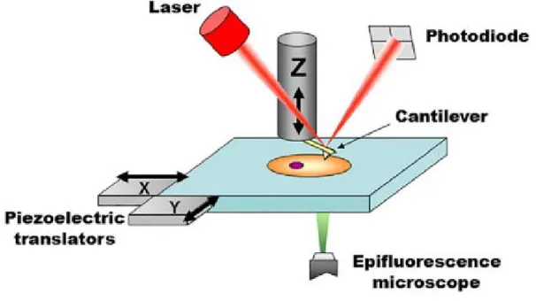 Figure 1.2.1 Main elements of a bio-AFM setup. The tip interacts with the probed sample and 