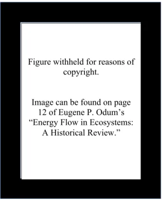 Fig. 4.1: Eugene Odum’s “universal” model of ecological energy flow 