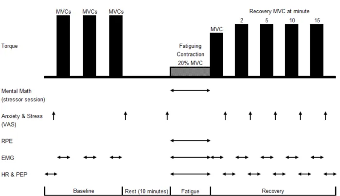 Figure 1. Experimental Protocol 