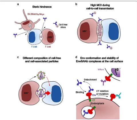 Fig. 3 Potential mechanisms explaining the increased resistance of cell-associated HIV-1 to bNAbs-mediated neutralization