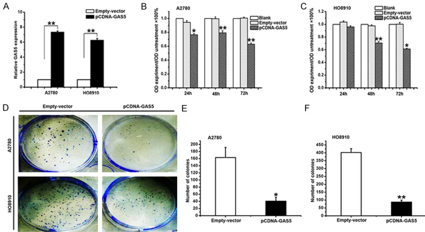 Figure 4. Effect of GAS5 on proliferation in ovarian cancer cells. A. GAS5 expression, measured by real-time PCR, fol-lowing the treatment of A2780 and HO8910 cells with p-CDNA-GAS5 or empty vector for 24 h