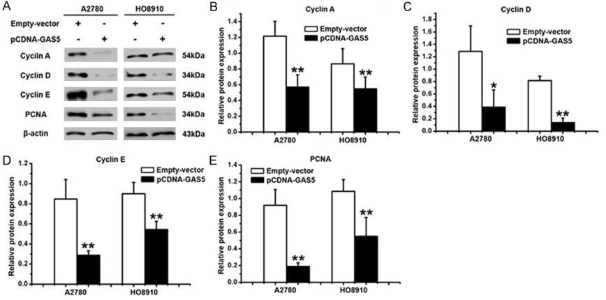 Figure 5. Effect of GAS5 on Expression of Cyclin A, Cyclin D, Cyclin E and PCNA. A. Expression of Cyclin A, Cyclin D, Cy-clin E and PCNA were shown by Western blot