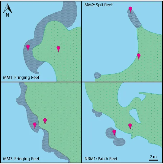 Figure 1) The maps below show the reef morphologies used in this study. Green is salt-marsh,  gray is oyster-reef, and blue is water