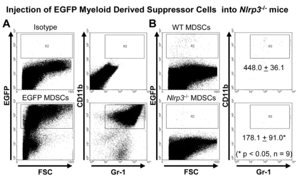 Figure 3-7.  Migration of myeloid derived suppressor cells is enhanced by NLRP3.  