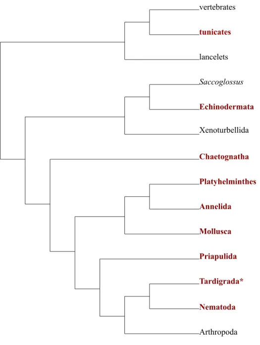 Figure	  2.	  Bilaterians	  with	  obliquely-­‐striated	  muscle	  (in	  bold	  and	  red).	  Asterisks	  indicate	   muscle	  thought	  to	  be	  in	  between	  obliquely-­‐striated	  and	  smooth	  in	  structure.	  Phylogeny	  is