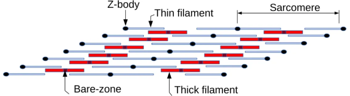 Figure	  3.	  Illustration	  of	  changing	  partners.	  