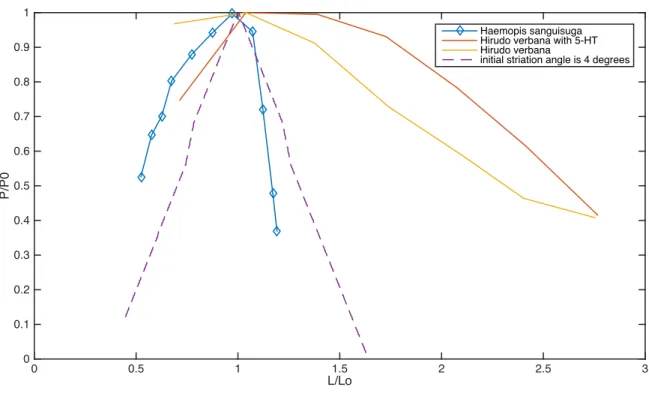 Figure 9. Comparing literature and model results for leeches. All parameters for the dashed  purple curve, including the initial striation angle, were assigned experimental values from  Lanzavecchia (1985) when possible