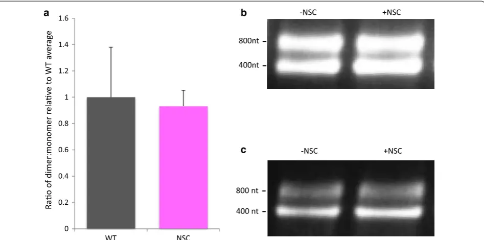 Fig. 4 Effects of NSC on dimerization of viral RNA. In vitro dimerization assays in the presence and absence of 10× molar ratio of NSC