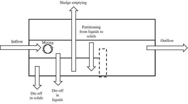 Figure 3: Simplified pathogen balance on septic tank