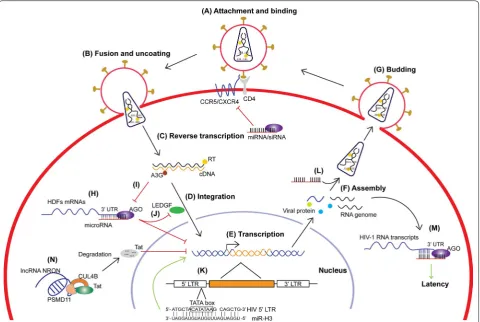 Fig. 1 Non-coding RNAs and HIV-1 life cycle. The life cycle of HIV-1 includes: attachment and binding, fusion and uncoating, reverse transcription, integration, transcription, assembly, budding and latency