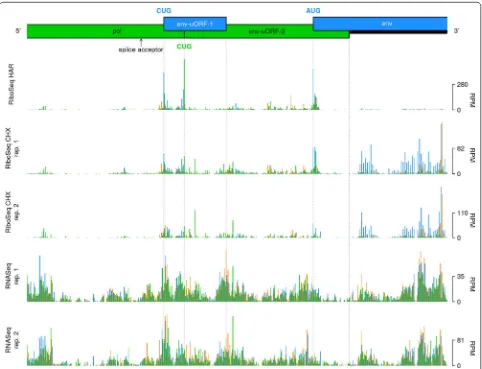 Fig. 3 Coverage of the region surrounding the MuLV env gene splice acceptor. Bar plots show the number of 5′ read ends (with + 12 nt offset) mapped to viral RNA in RiboSeq HAR, RiboSeq CHX and RNASeq libraries generated from Rat2 cell infections, in reads 