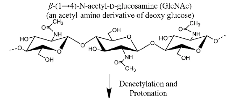 Figure 2.1 Molecular structures of chitin and chitosan 