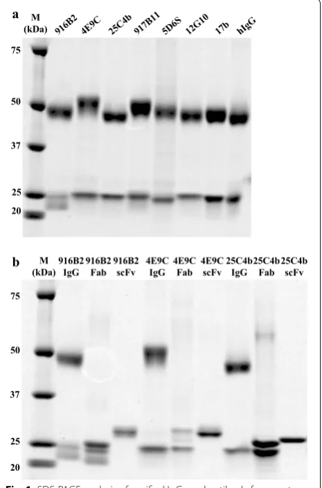 Fig. 1 SDS‑PAGE analysis of purified IgGs and antibody fragments targeting CD4i epitopes
