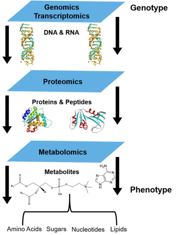 Figure 1.1 The omics platforms of a biological system adapted from Courant, et al. 3