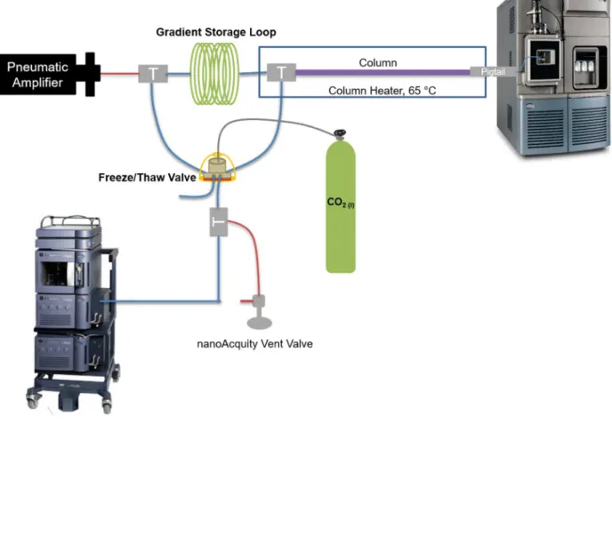 Figure 1.3 Schematic of the gradient UHPLC-MS system. Adapted with permission from the  dissertation of S