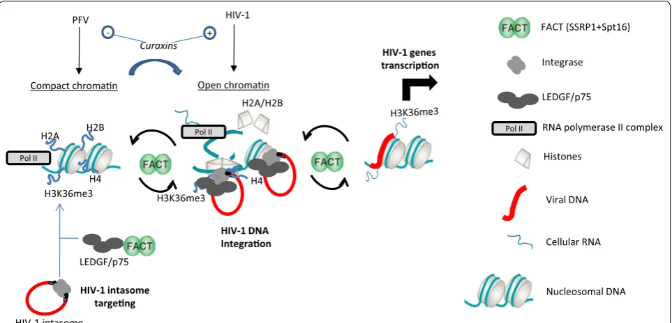 Fig. 9 Model for FACT action on HIV‑1 integration steps. HIV‑1 intasomes are targeted to the PolII‑transcribed region of the chromatin thanks to the association of IN with LEDGF/p75 and binding to H3K36me3