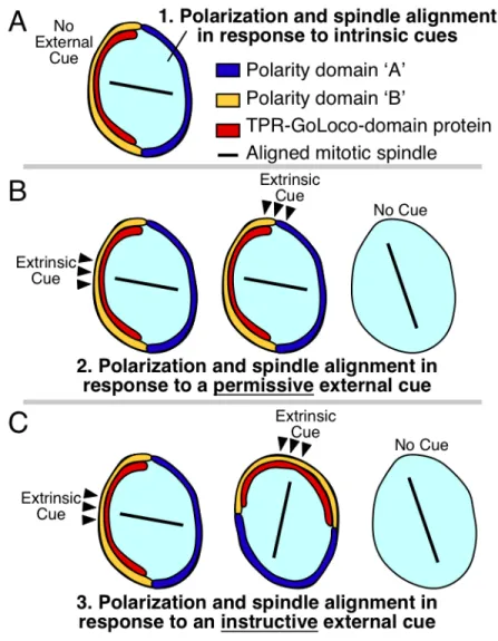 Figure  1.1.  Polarity  establishment  by  intrinsic  cues,  permissive  external  cues,  and  instructive external cues 