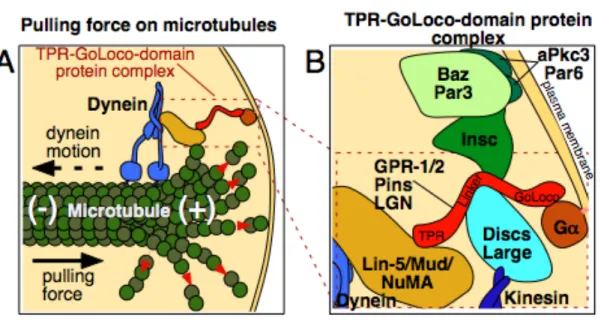 Figure 1.2. Model of the TPR-GoLoco protein complex 
