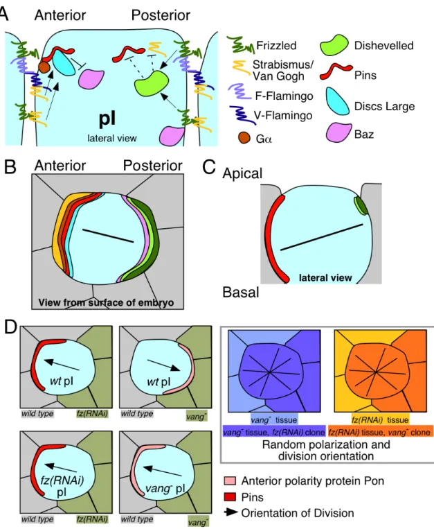 Figure  1.3.  Intercellular  signaling  functions  as  an  instructive  cue  for  spindle  orientation mediated by the TPR-GoLoco protein Pins in Drosophila SOP cells