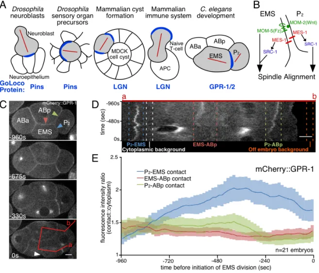 Figure  2.1:  Live  imaging  of  tagged  GPR-1  accurately  reports  the  dynamic  localization of endogenous GPR-1