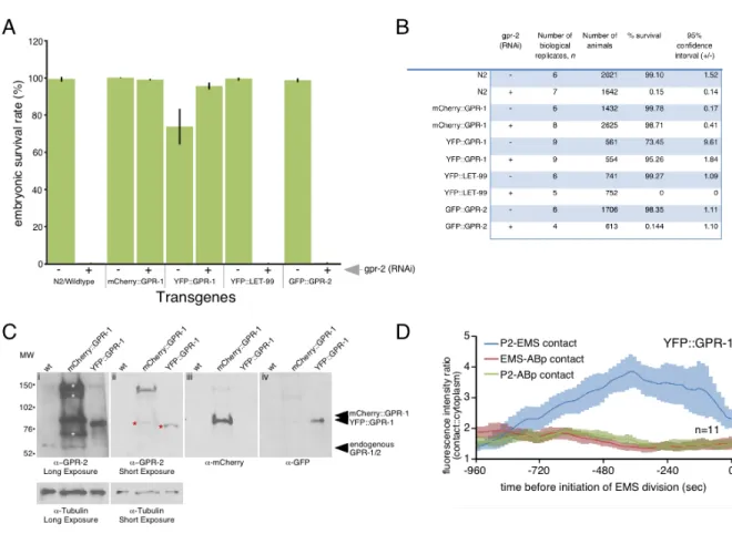 Figure 2.2: mcherry::gpr-1 and yfp::gpr-1 made protein of the expected size and  rescued knockdown of endogenous gpr-1/2