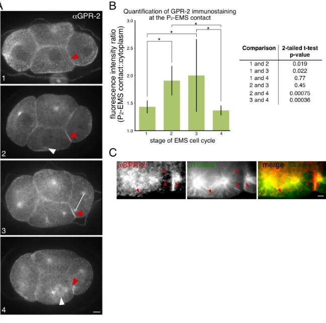 Figure 2.3: Endogenous GPR-2 showed similar patterns to that of transgenic GPR- GPR-1, with accumulation at the P 2 -EMS contact, then a decrease late in the cell cycle,  and accumulation on astral microtubules near the P 2 -EMS contact