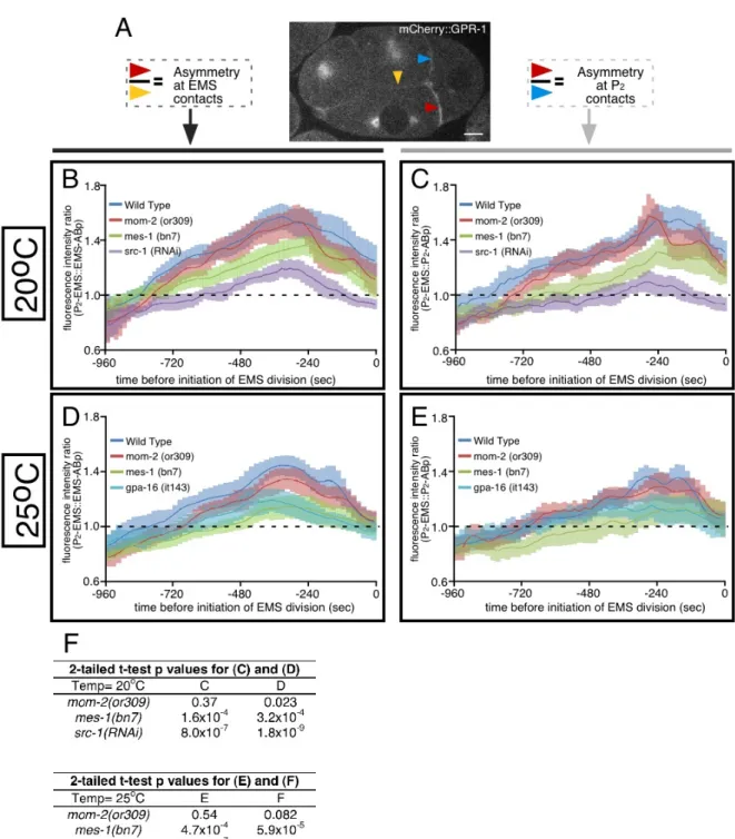 Figure 2.4: The GPR-1 transgenes recapitulated expected localization patterns of  endogenous GPR-1/2 in all genetic backgrounds tested