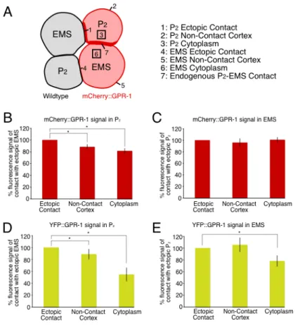 Figure 2.7: GPR-1 is asymmetric in P 2  but not EMS 