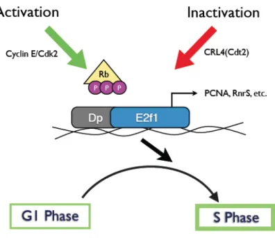 Figure 1.1: Roles and Regulations of Drosophila E2f1 .  The E2F transcription factor, together with its 