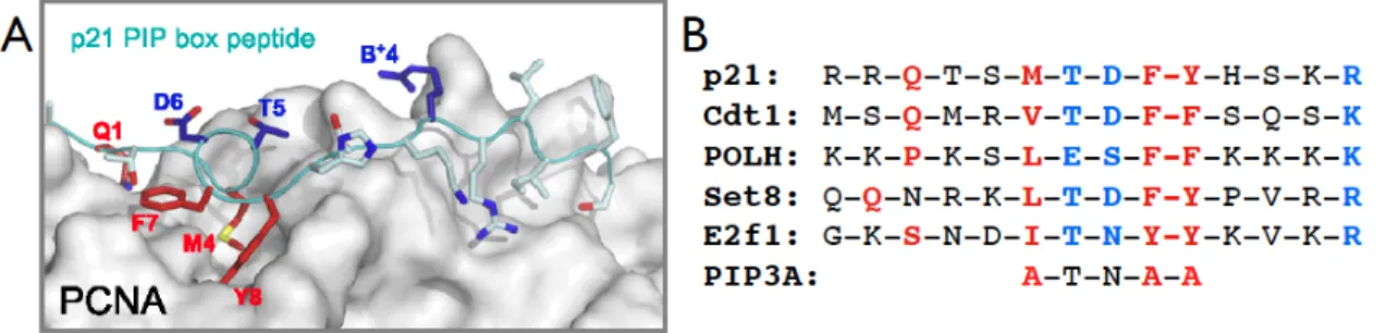 Figure 1.2: PIP Degron Interacts with Chromatin Associated PCNA  A) Structure of chromatin associated  PCNA demonstrating hydrophobic pocket in which PIP degrons interact