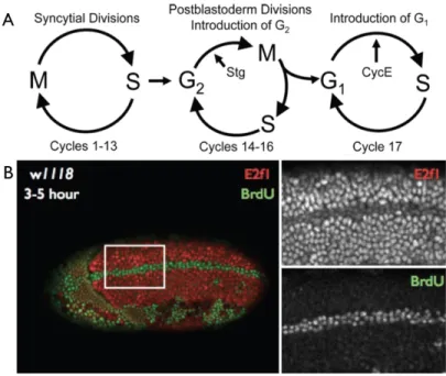 Figure 1.3: Drosophila embryonic cell cycles and E2f1 Destruction  A) Schematic of various cell cycle s  utilized during Drosophila embryonic development