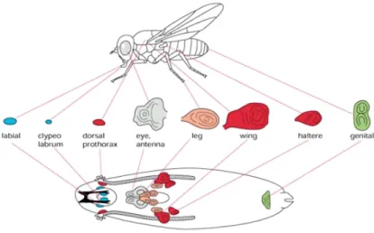 Figure 1.4: Drosophila Larval Imaginal Structures Schematic of the imaginal tissues found in Drosophila  larvae during development and the adult structures they give rise to