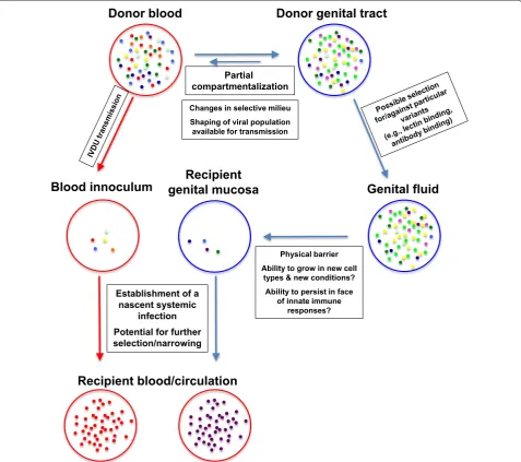 Fig. 1 A schematic of some of the steps of sexual transmission and IVDU transmission of HIV-1 in which selective or stochastic narrowing of the HIV-1 population is possible