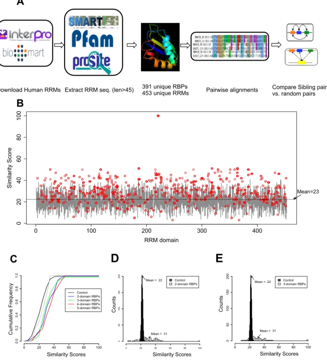 Figure 2.1 Elevated sequence similarity between sibling RRMs in human RBPs. 