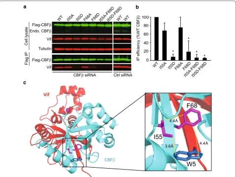 Fig. 7 The tripartite interaction between I55 and F68 of CBFβ and W5 of Vif is sufficient to stabilize Vif–CBFβ interaction