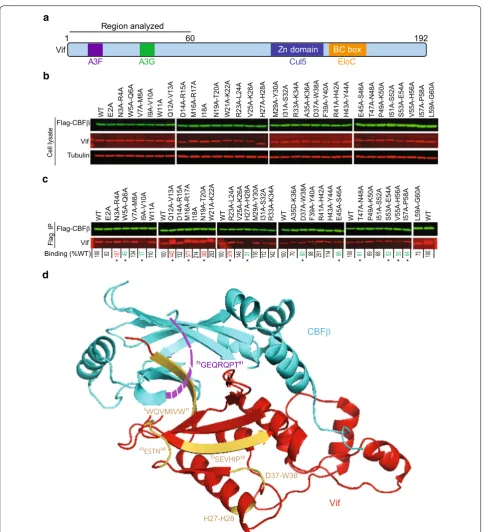 Fig. 1 Identification of Vif determinants that are critical for binding to CBFβ. Q12A‑V13A and WT (the last panel) are most likely the light chains of the anti‑Flag antibody used for immunoprecipitation