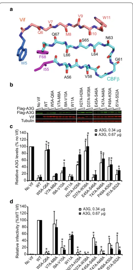 Fig. 2 Effect of selected double‑alanine mutations in Vif on A3G acids 55–68 of CBFβ, and the interaction between W5 of Vif with I55 and F68 of CBFβ are shown