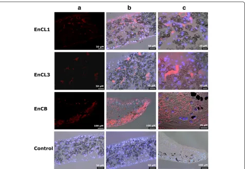 Fig. 7 Reactions of anti-cathepsin antibodies with proteins on blotsof E. nipponicum soluble extracts