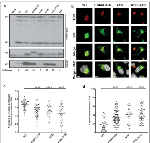 Fig. 6 Impaired BST2-binding Vpu TMD mutants display defects in cellular distribution