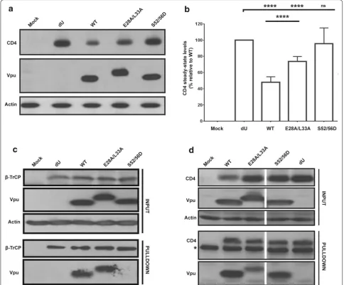 Fig. 7 E28A/L33A mutation affects the ability of Vpu to target CD4. a, b E28A/L33A is attenuated for CD4 degradation
