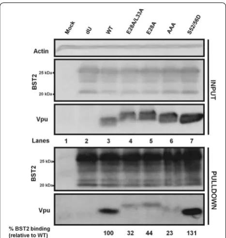 Fig. 9 E28 residue is a key modulator of binding of Vpu to BST2. Co-IP following co-transfection of HEK293T cells with a proviral con-struct encoding WT Vpu, E28A/L33A or E28A Vpu mutants and a BST2 expressor