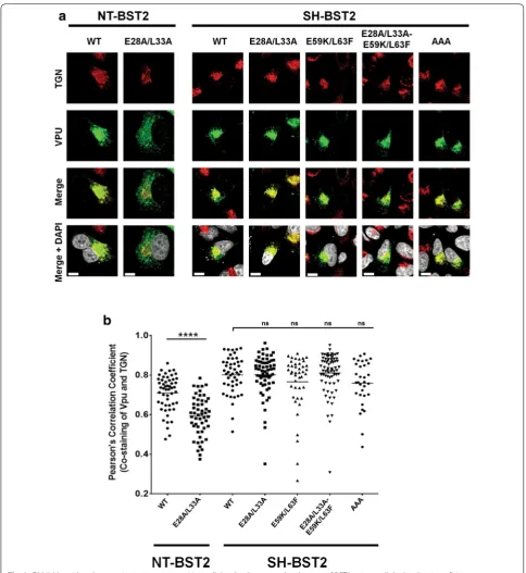 Fig. 2 E28/L33 residues have no intrinsic activity on Vpu cellular distribution in the absence of BST2
