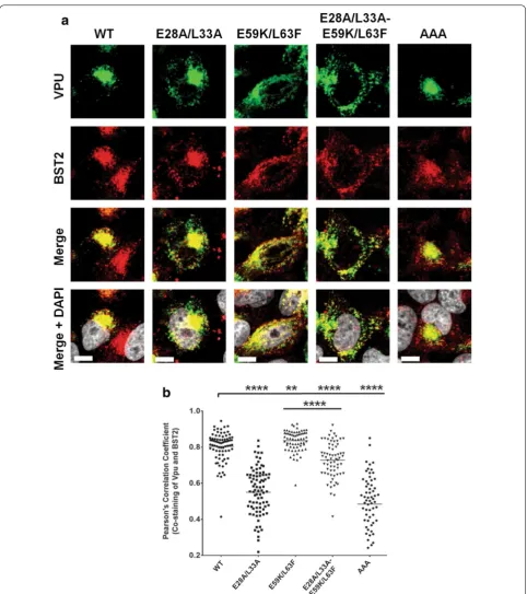 Fig. 3 Hinge region E28/L33 residues are important for Vpu co-localization with BST2. a Representative pictures showing extent of co-localization of Vpu mutants with endogenous BST2 in HeLa cells as determined by the co-staining of anti-Vpu (green) and ant