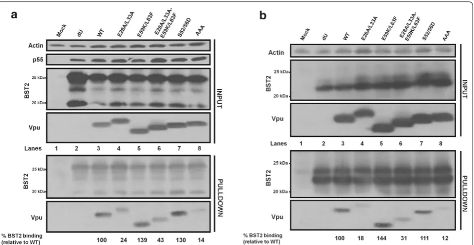 Fig. 5 E28/L33 residues are important for binding of Vpu to BST2. a HEK293T cells were co-transfected with a proviral construct encoding WT Vpu or the indicated Vpu mutants and a BST2 expressor