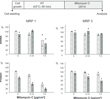 Figure 1S Mitomycin C concentration influences MRP 1 and MRP 3 expression pattern and hyperthermia treatment (43°C) for 60 instead of 90 minutes also intensifies these effects, but to a lesser extent compared to 90 min (see Figure 4).Notes: After treatment